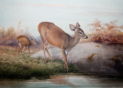 Kalifornischer Hirsch, um 1850 von Joseph Wolf